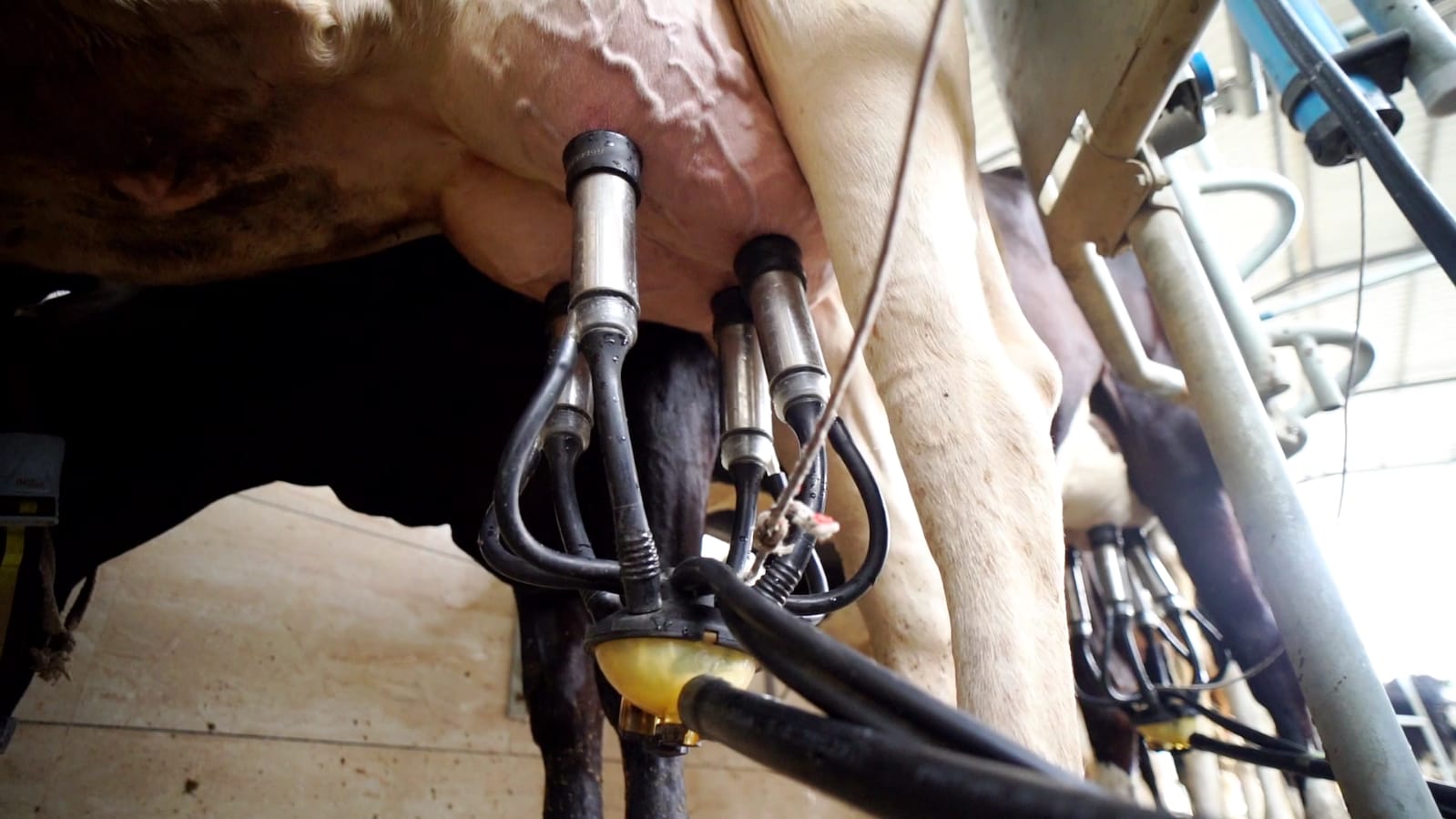 Automated milking machines